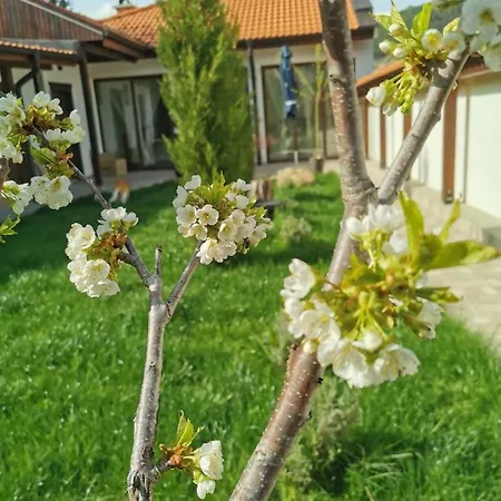 лиловата къща * 卡洛费尔