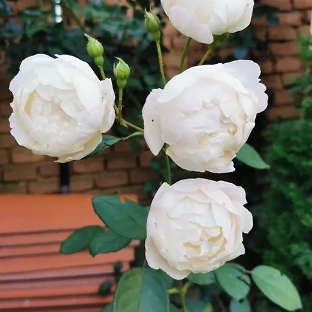 лиловата къща Дом отдыха Калофер