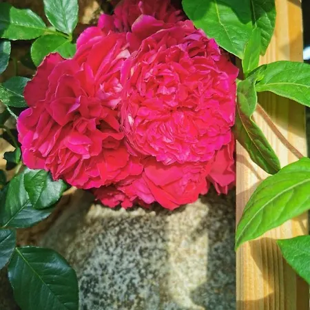 лиловата къща *