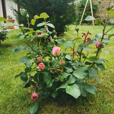 лиловата къща Дом отдыха