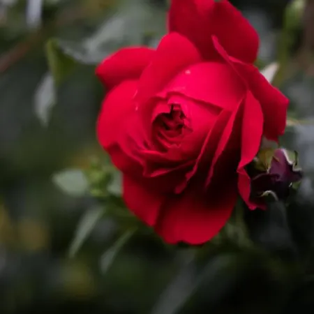 Дом отдыха лиловата къща Калофер