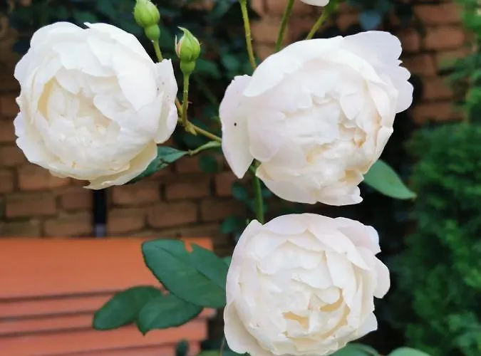 лиловата къща Feriehus Kalofer