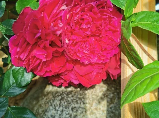 лиловата къща *