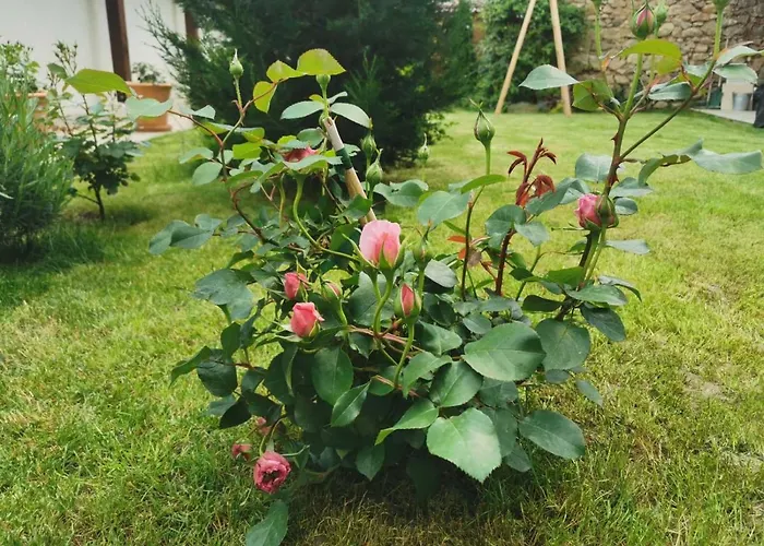 лиловата къща Feriehus