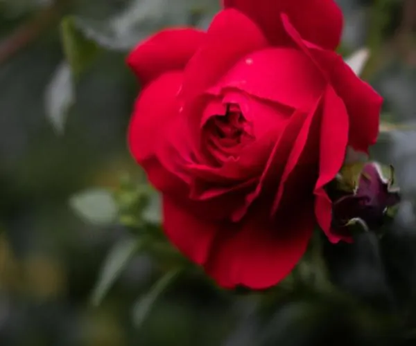 Feriehus лиловата къща Kalofer